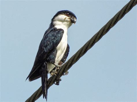 Philippine Falconet Ebird