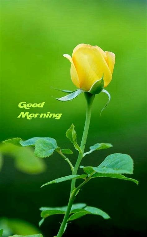 Best Good Morning Yellow Rose Pic Good Morning Pictures