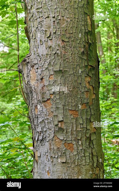 Acer Pseudoplatanus Bark Hi Res Stock Photography And Images Alamy