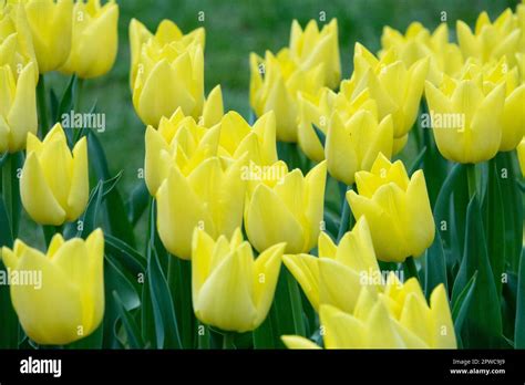 Triumph Tulip Yellow Tulips Tulipa Friendship Stock Photo Alamy