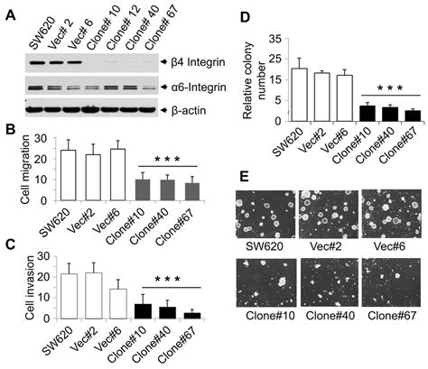 Stable knockdown of β4 integrin in SW620 cells reduced cell migration