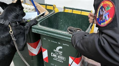 Carabinieri Unità cinofile