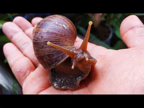 HUNTING SNAILS Berburu Keong Bekicot Siput Macan Dan Kepiting