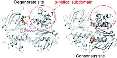 Allosteric Effects Of Atp Binding On The Nucleotide Binding Domain Of A