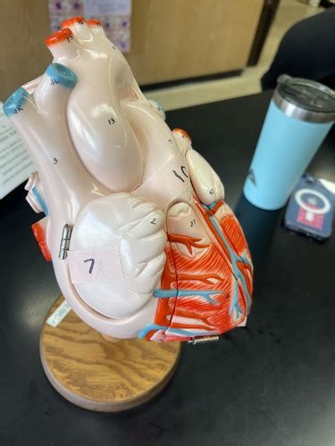 Anatomy 2 Lab Practical 1 Heart Anatomy Lab Flashcards Quizlet