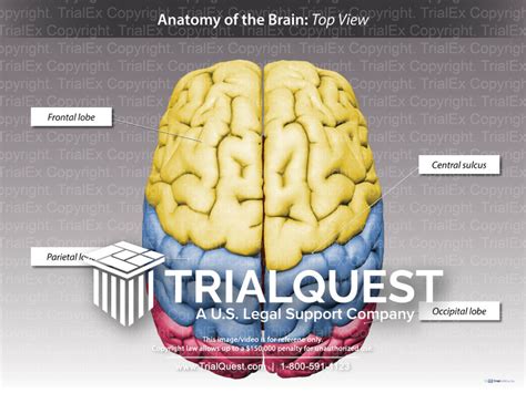 Brain Diagram Labeled Top View