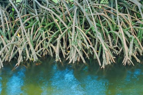 Premium Photo Mangrove Tree Roots That Grow Above Sea Water