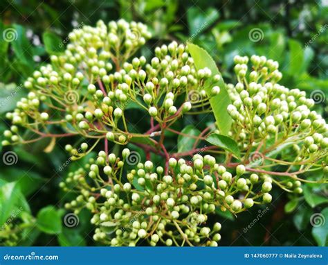 Rbol Decorativo Macro Ramas Con Las Hojas Verdes Y Las Flores Redondas