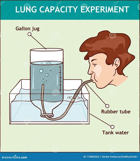 Lung Capacity. Lung Volume Of Air In The Lungs At Different Phases ...