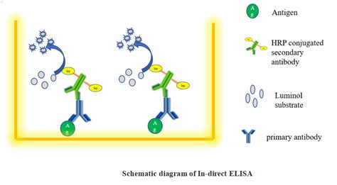 What Is Indirect ELISA GeneMedi