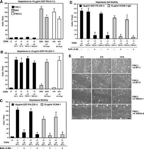 4 Wt And ␣ 4 Y991a Selectively And Equally Promote Fak Ϫ Ϫ Cell Download Scientific Diagram