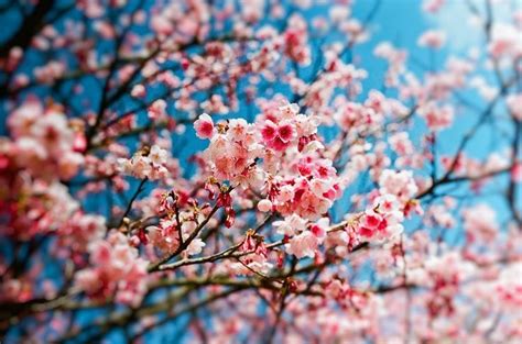 When Does Spring Begin In The Northern Hemisphere Sakura Cherry