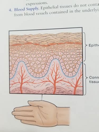 Chapter Microscopic Anatomy Of The Periodontium Flashcards Quizlet