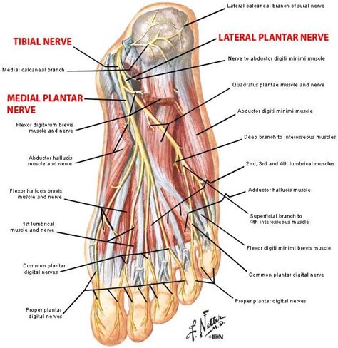 nerves leg lateral plantar nerve ranzcrpart1 wiki fandom powered by ...