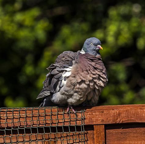 All Fluffed Up With Nowhere To Go Wood Pigeon On A Garden Flickr