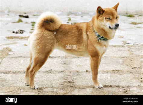 Shiba Inu Canis Lupus F Familiaris Standing Side View Stock Photo