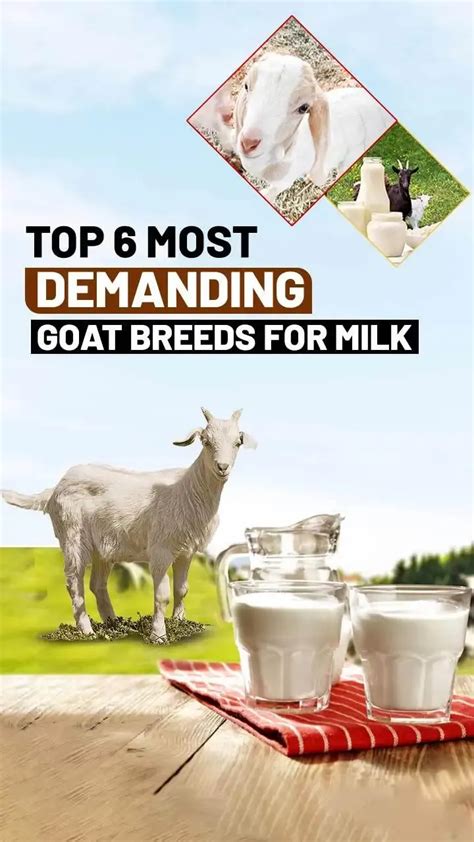 Top 6 Goat Breeds That Rule the Dairy Kingdom