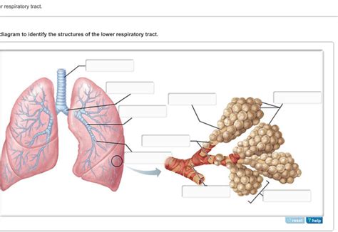 Structures Of The Lower Respiratory Tract Diagram Quizlet