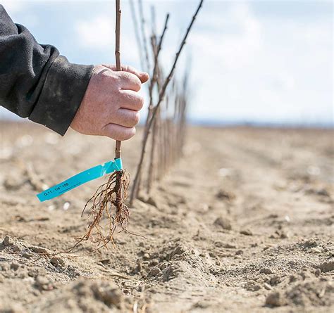 Los portainjertos de eficacia comprobada Good Fruit Grower en Español