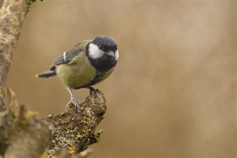 Vroege Vogels Foto Vogels Koolmees