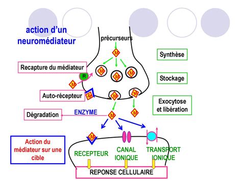 Pharmacodynamie Cibles Des M Dicaments Ppt T L Charger