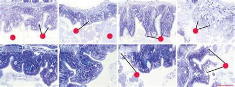 Histology Of The Intestinal Mucosa At Mid Trial 45 D Post Hatch Dph