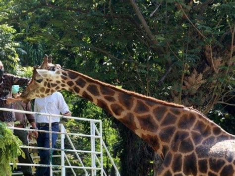 Waspada Wabah PMK KBS Tutup Wahana Feeding Time Dan Tunggang Hewan