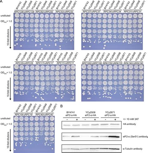 Design Construction And Functional Characterization Of A TRNA