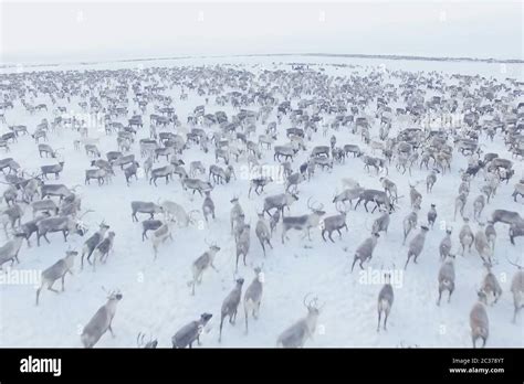 Herd Of Reindeer Top View Reindeer In The Sima Tundra In The Snow