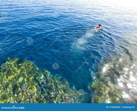 Coral Pillars In The Red Sea Egypt Stock Photo Image Of Lifestyle