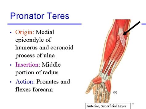 Lab Activity Group Ii Muscles Martini Chapter