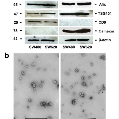 Characterization Of Sw480 And Sw620 Derived Evs A Western Blot