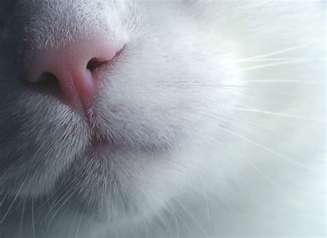 Cats Nose Free Photo Download Freeimages