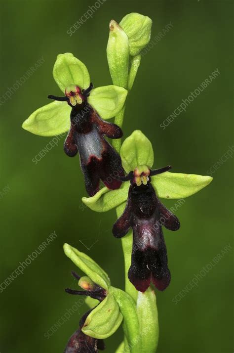 Fly Orchid Ophrys Insectifera Stock Image C Science