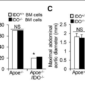 BM Reconstitution Indicates A Key Role For Vascular Specific IDO