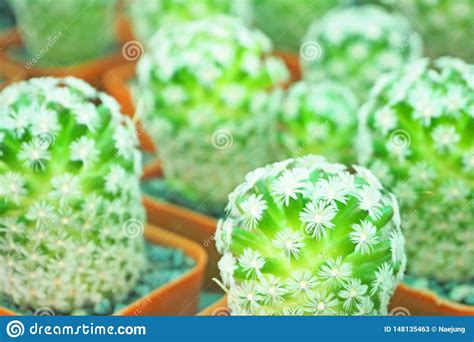 Peque O Cactus Verde Con Las Espinas Dorsales Agudas Imagen De Archivo