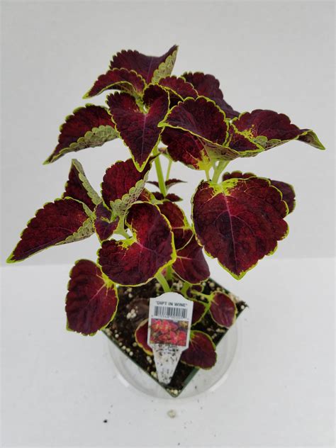 Coleus Dipt In Wine Farmers Daughter T And Garden Center