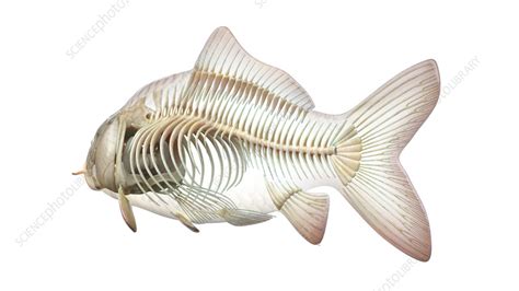 Fish anatomy, illustration - Stock Image - F038/3182 - Science Photo ...