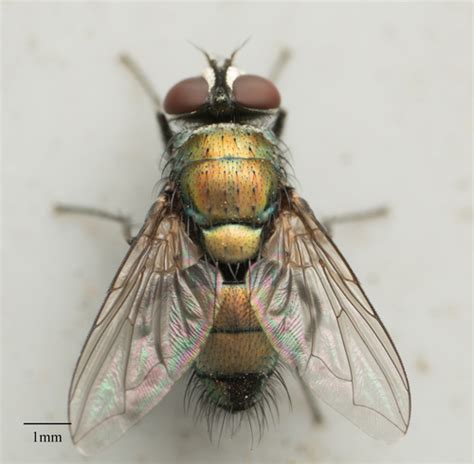 Australian Sheep Blow Fly Lucilia Cuprina · Inaturalist