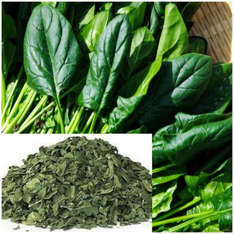 A Grade Dried Spinach Palak Leaf 20 Kg Plastic Bag Or Polythene At