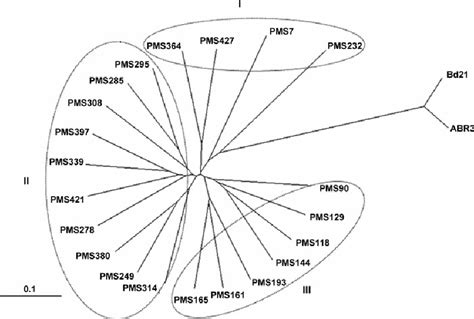 Neighbor Joining Tree Showing Phylogenetic Relationships Among