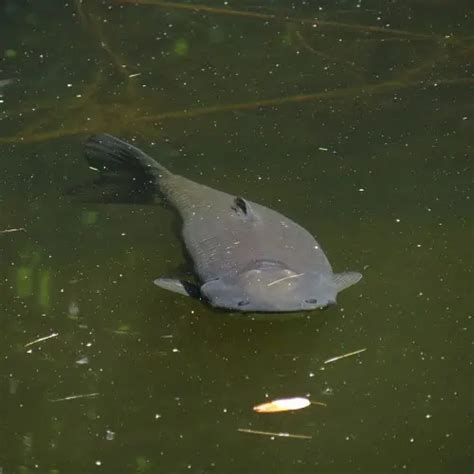 List Of Fish Species In Kerr Lake Updated Pond Informer