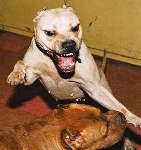 Animal Abuse: Dog Fighting