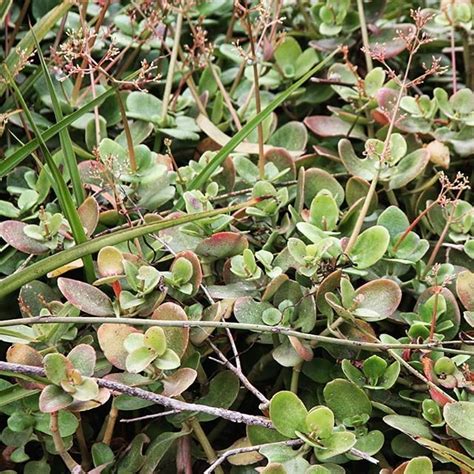 Fairy Crassula Crassula Multicava Ssp Multicava Weeds Of Melbourne