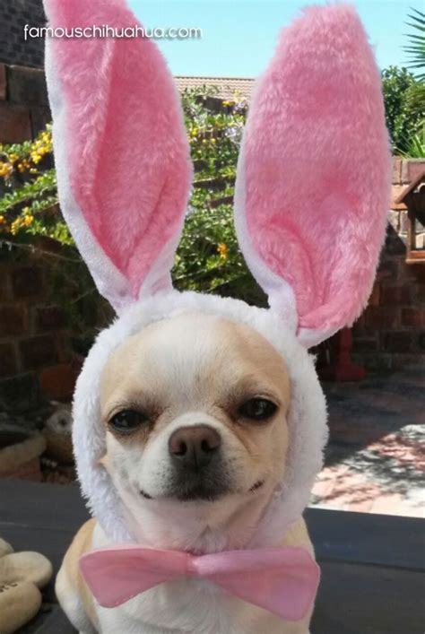 Chihuahuas Dressed For Easter Picture Contest