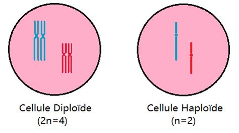 Crossing Over Et Non Disjonction Corps Humain Cellules Adn