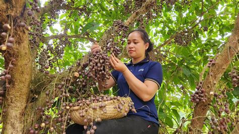 Harvesting Fireballs Fruit goes to the market sell Build Farm Lý