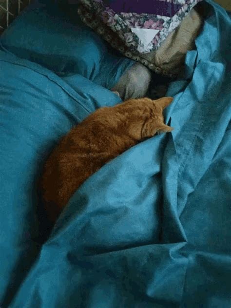 Sleepy Cat Tabby  Sleepycat Tabby Backtosleep Discover And Share S