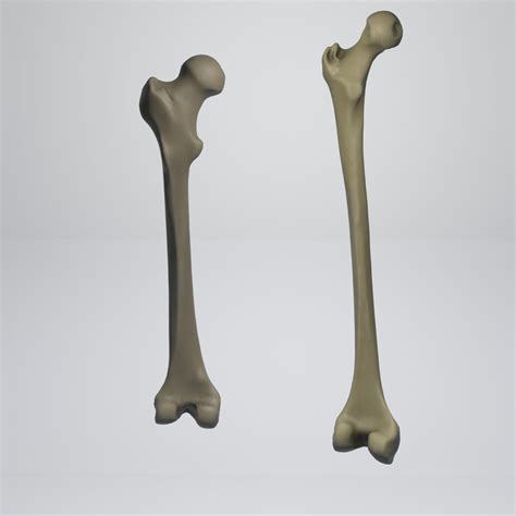 Tibia Bone 3d Model 19 Unknown 3ds C4d Fbx Obj Stl Free3d