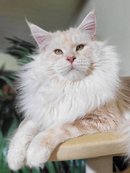 Belyash European Maine Coon Cat Mastercoons Cattery